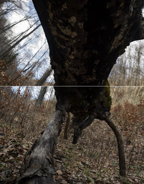 diptique arbre tombé