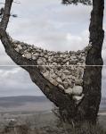 diptique arbre pierres réduit