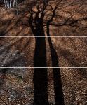Triptique ombre arbre