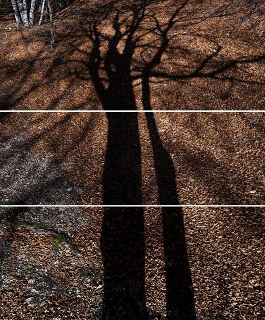 Triptique ombre arbre