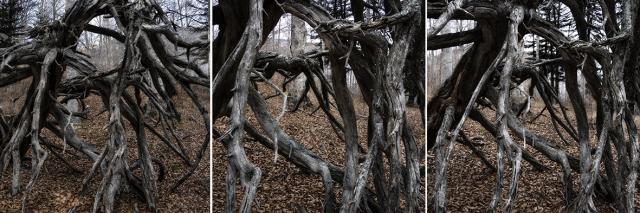 triptique arbre mort