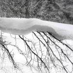 _DSC1252 40x40