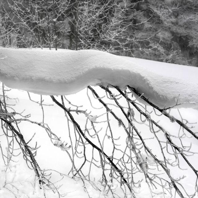_DSC1252 40x40