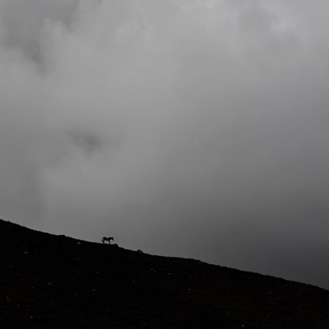 DSC_0245